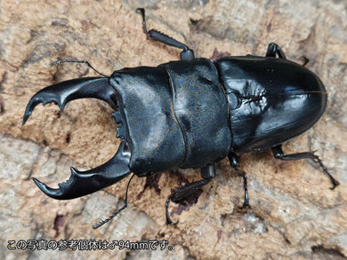 国産外国産カブトムシ・クワガタムシ等昆虫専門店カラーズ – クワガタムシ・カブトムシ昆虫専門店COLORS