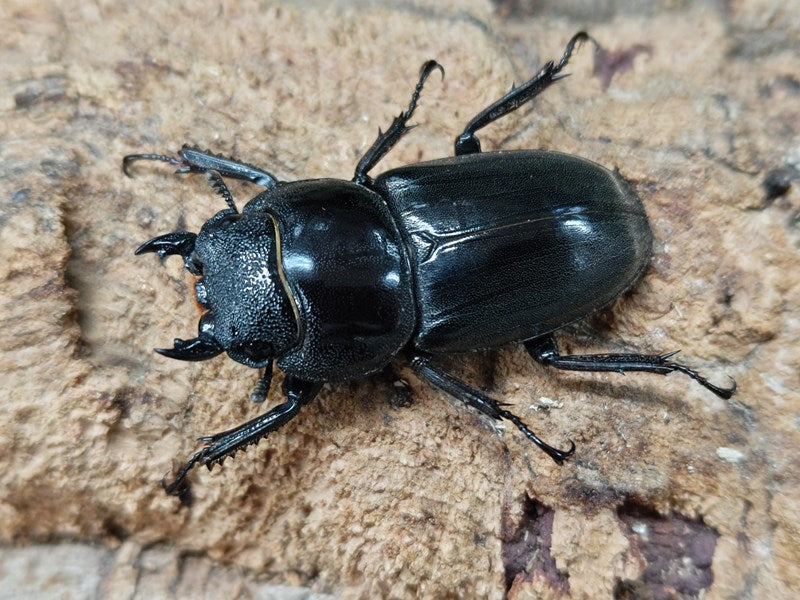 キングテイオウヒラタクワガタ　CB2 ルソン島南カマリネス　　50g幼虫　１頭　 WDキングテイオウ 超特大!♂99.6-32.7-33.3㎜♀41㎜ コレクションに