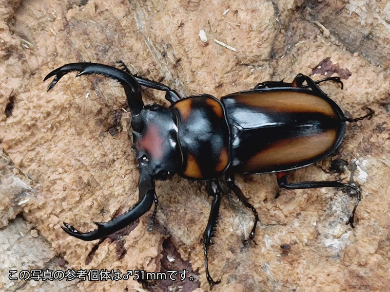 国産外国産カブトムシ・クワガタムシ等昆虫専門店カラーズ – クワガタムシ・カブトムシ昆虫専門店COLORS