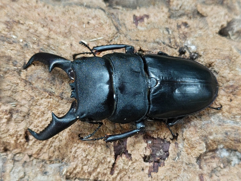 オキノエラブヒラタクワガタ 鹿児島県 沖永良部島産 ペア（累代CB ♂64mm 2024/10 ♀Freemm 2024/9）