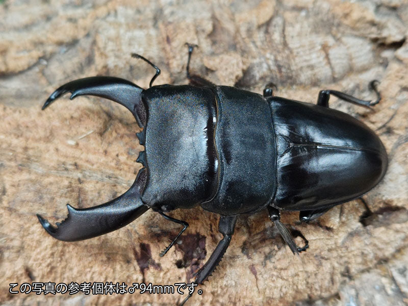 国産外国産カブトムシ・クワガタムシ等昆虫専門店カラーズ – クワガタムシ・カブトムシ昆虫専門店COLORS