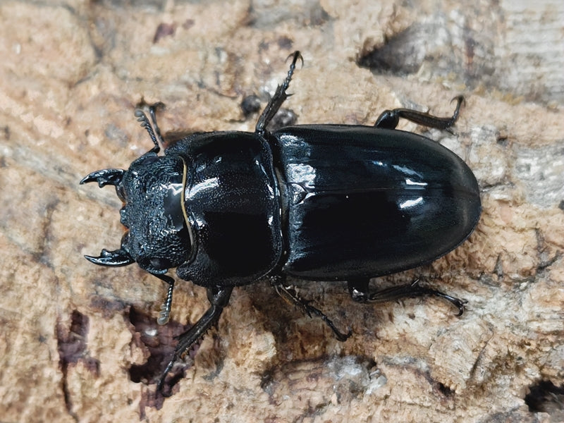 パラワンオオヒラタvsスマトラオオヒラタ - 海野和男のデジタル昆虫記 - 緑のgoo