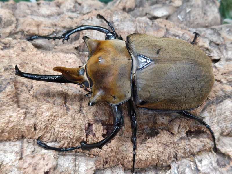 エレファスゾウカブト メキシコ カテマコ産 ペア（累代CB ♂110mm 2025/1 ♀Freemm 2024/12）