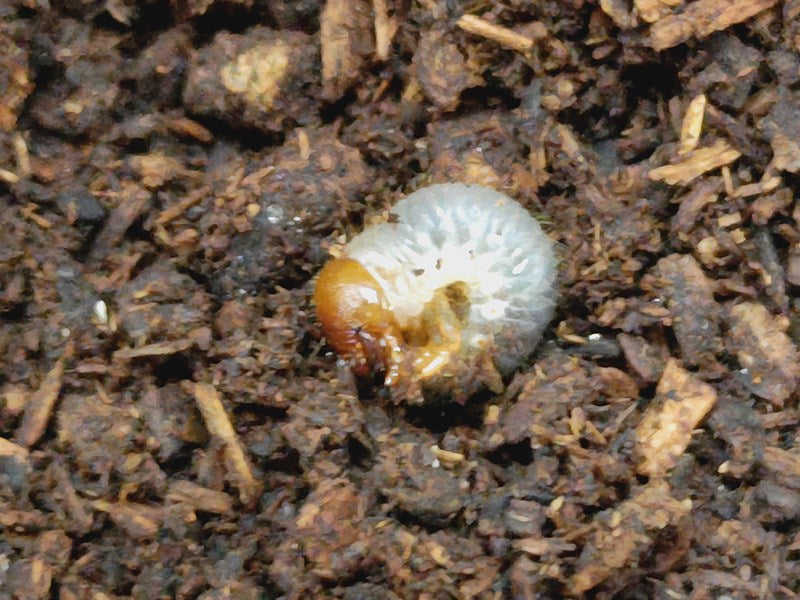 ケンタウルスオオカブト幼虫 カメルーン 産