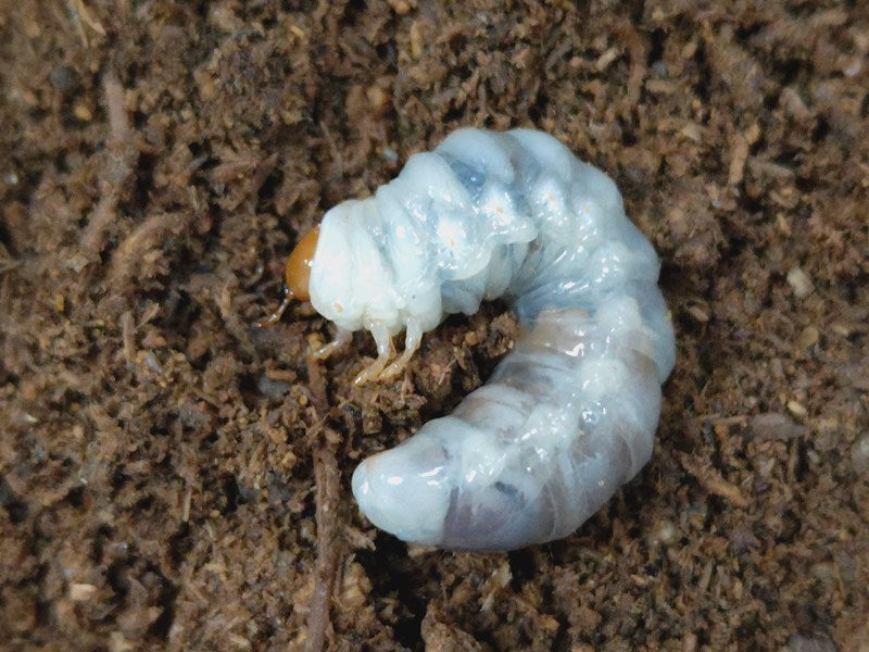 アンタエウスオオクワガタ幼虫 マレー キャメロンハイランド産