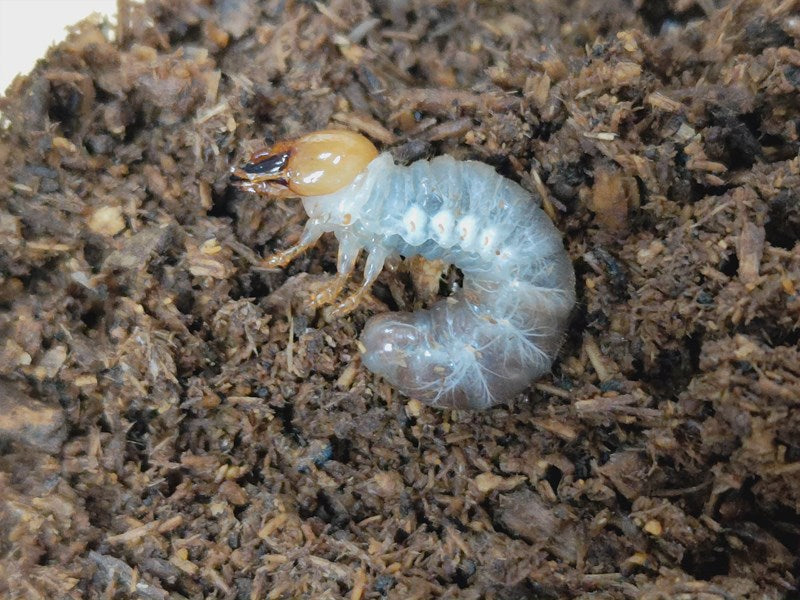 パラワンオオヒラタクワガタ幼虫 フィリピン パラワン島Mt.ガントン産