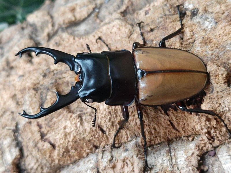 ラフェルトノコギリクワガタ バヌアツ共和国 タンナ島産 ペア（累代ピンクアイ血統CB ♂72mm 2024/12 ♀Freemm 2024/8）