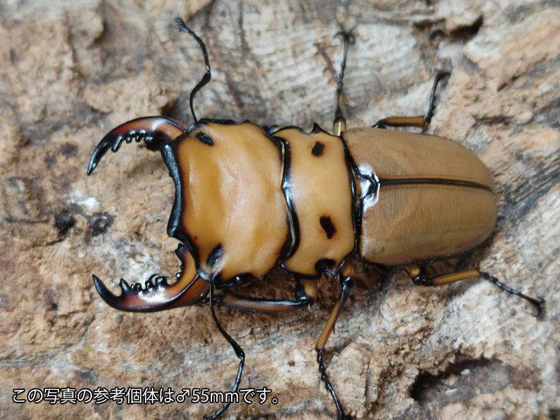 メンガタメリークワガタ カメルーン 産 ペア（累代CB ♂53mm 2024/12 ♀Freemm 2024/10）