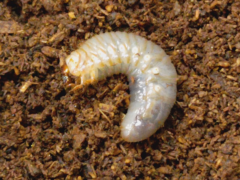 フローレスニセヒメカブト幼虫 インドネシア フローレス島産