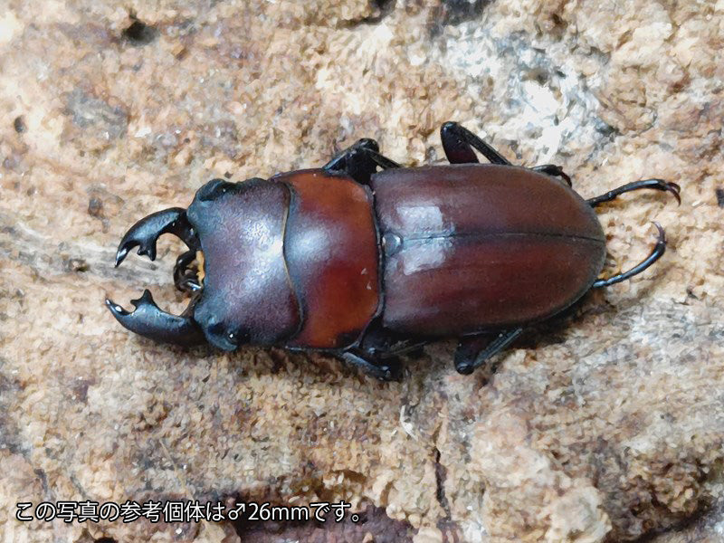 カブトムシ 標本 273-12 ブラジル産カブトムシ 2ex 訳有り特価