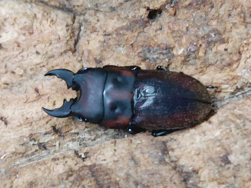 クワガタ オオクワガタ ペア (Sサイズ) 糸島市 / 糸島クワガタの森 昆虫