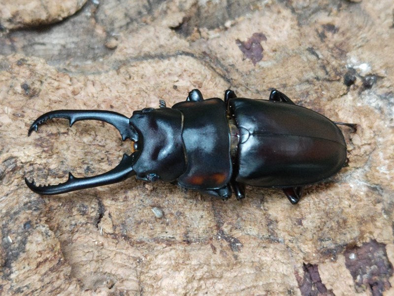 デキピエンスノコギリクワガタ インドネシア ジャワ島Bandung Mt.Ciwidey産 ペア（累代WF1 ♂57mm 2025/1 ♀Freemm 2025/1）