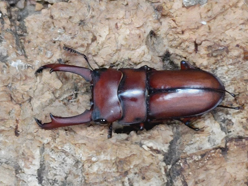 プセウダキスコクワ タイ ウイアンパパウ産 ペア（累代WF2 ♂29mm 2024/12 ♀Freemm 2024/11）
