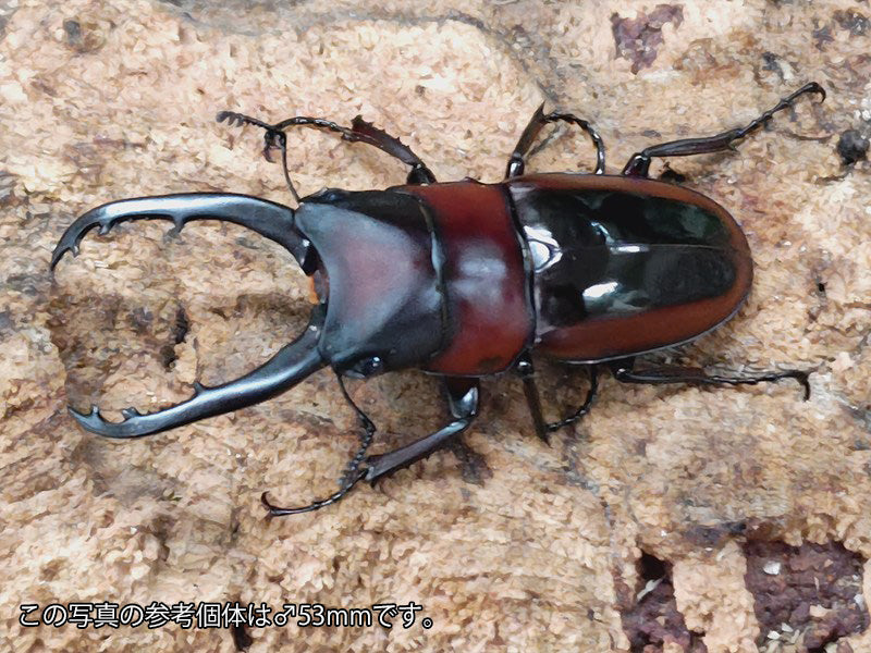 約40匹！カブトムシクワガタムシ 標本まとめ売り やせ