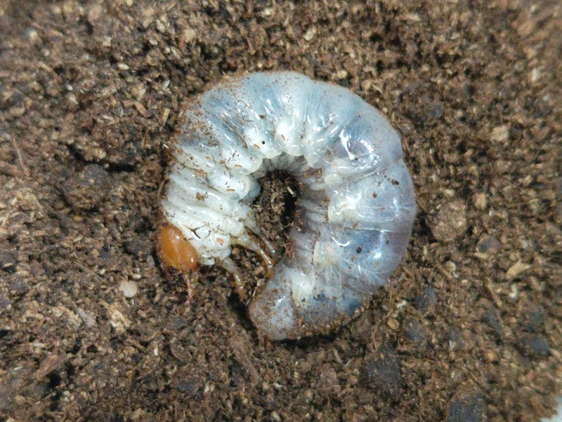 ミンダナオオオヒラタクワガタ幼虫 フィリピン ミンダナオ島New bataan産