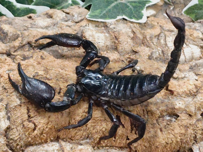 チャグロサソリ ベトナム 産 ♂♀不明 単品（累代WD ♂Freemm ♀Freemm ）