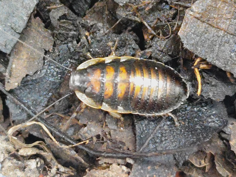 マダガスカルゴキブリ幼体 マダガスカル 産