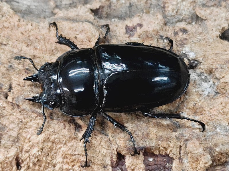 レギウスオオツヤクワガタ カメルーン 産 ペア（累代漆赤血統CB