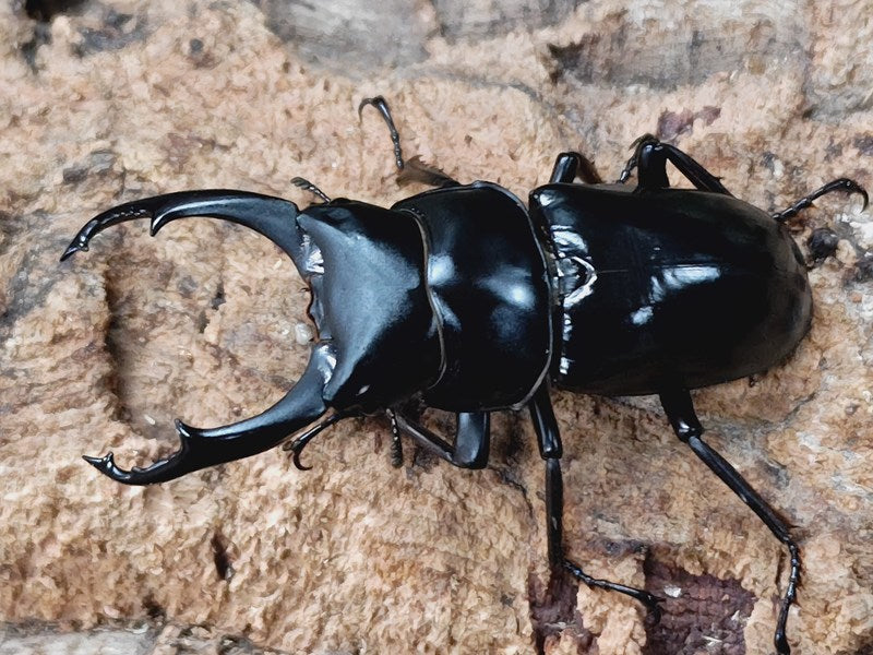 Insect-Sale.com 世界の昆虫販売ネット - Fruhstorferia