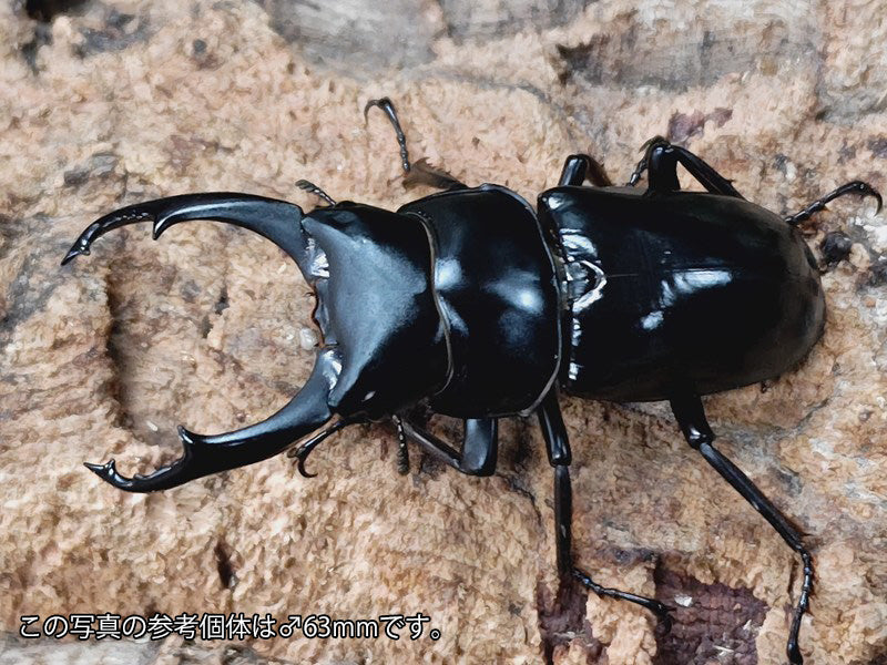 ネパレンシス(ネパールコクワ) – クワガタムシ・カブトムシ昆虫