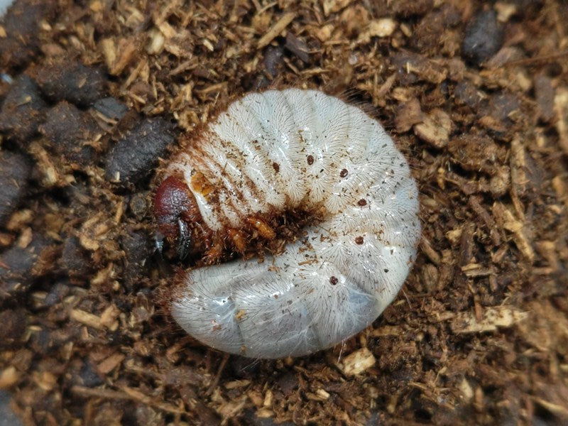 ソクラテスヒメカブト幼虫 ラオス サムヌア産