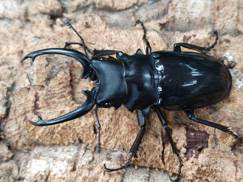 ダールマンツヤクワガタ亜種celebensis インドネシア ペレン島産 ペア（累代WD ♂81mm ♀Freemm ）