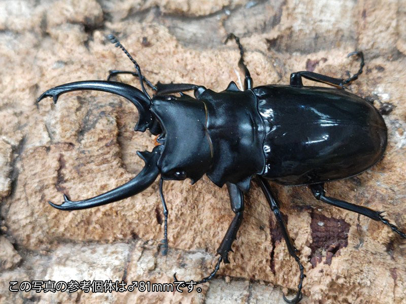 ダールマンツヤクワガタ亜種celebensis インドネシア ペレン島産 ペア（累代WD ♂77mm ♀Freemm ）