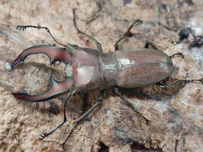 スズムラホソアカクワガタ フィリピン パラワン島ロハス産 ペア（累代WF1 ♂39mm 2025/3 ♀Freemm 2025/3）