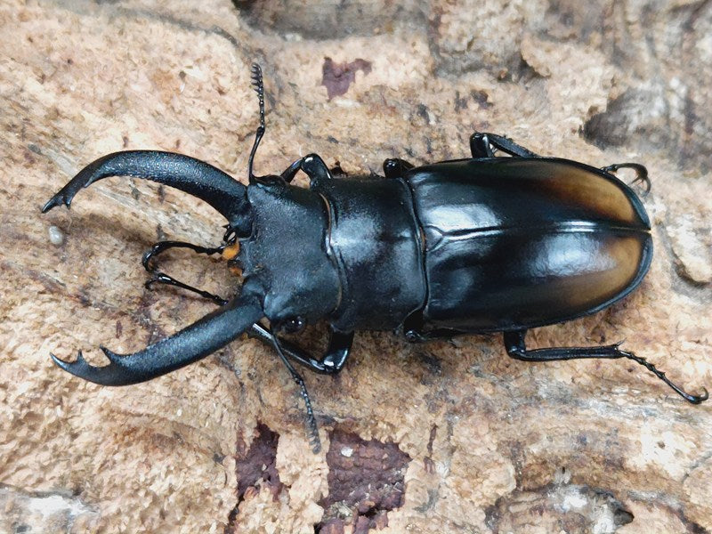 ブラジル産 ギヤスゾウカブト 94mm 【公式通販】