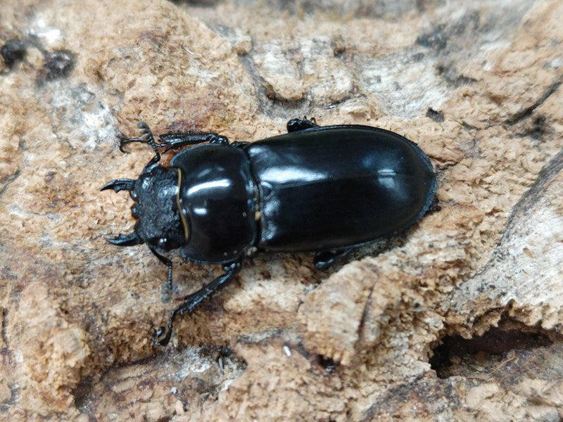 ペロッティシカクワガタ ベトナム ダラット産 ペア（累代CBF2 ♂40mm