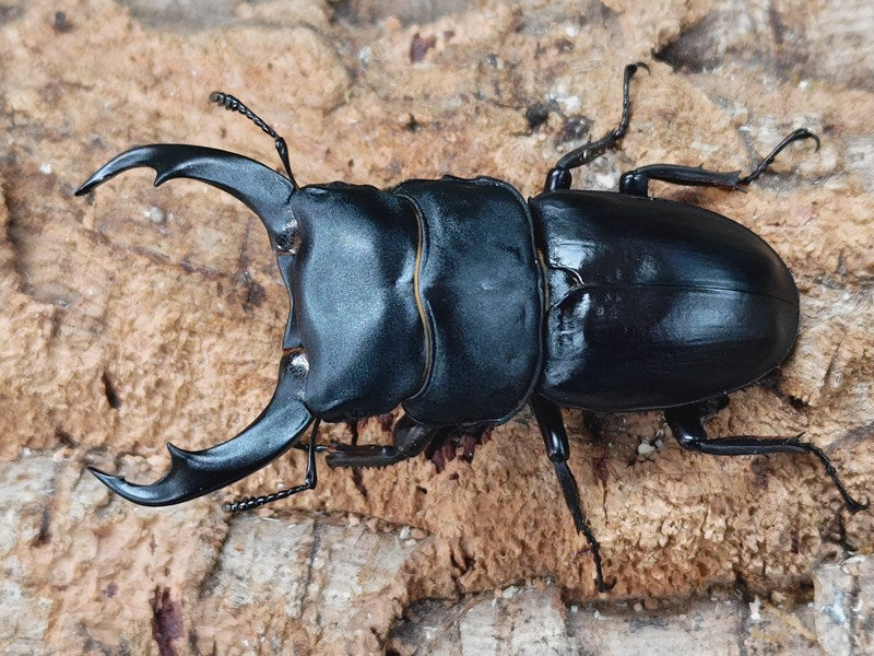 大型 シェンクリングオオクワガタ ♂野外標本