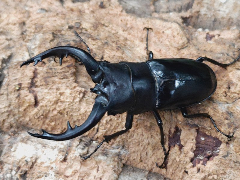 アマミノコギリクワガタ 奄美大島 笠利町産 ペア（累代CBF1 ♂70mm 2025/1 ♀Freemm 2025/1）