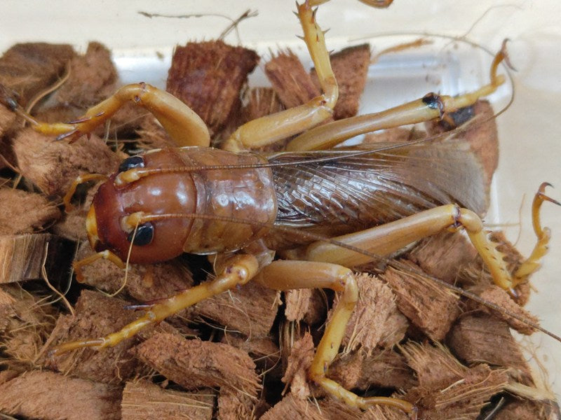 リオック – タグ 