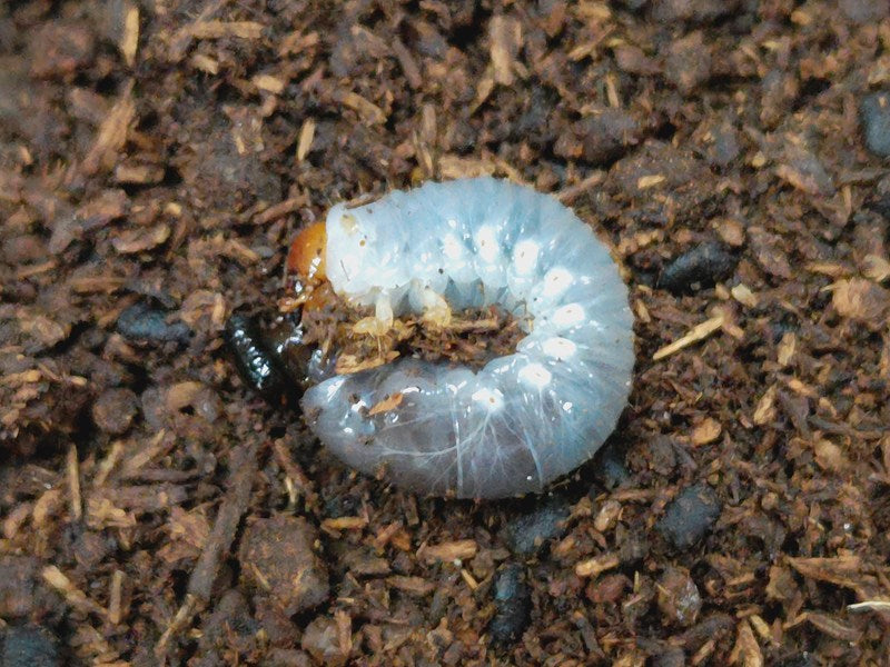 エレファスゾウカブト幼虫 メキシコ カテマコ産