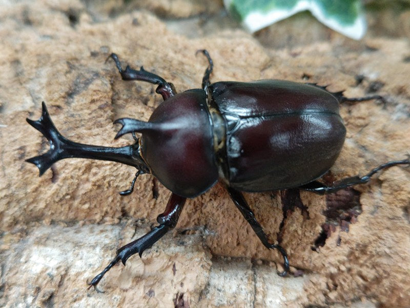 カブトムシ(ヤマトカブト) 兵庫県 猪名川町紫合産 ペア（累代WF1 ♂Freemm 2025/4 ♀Freemm 2025/4）