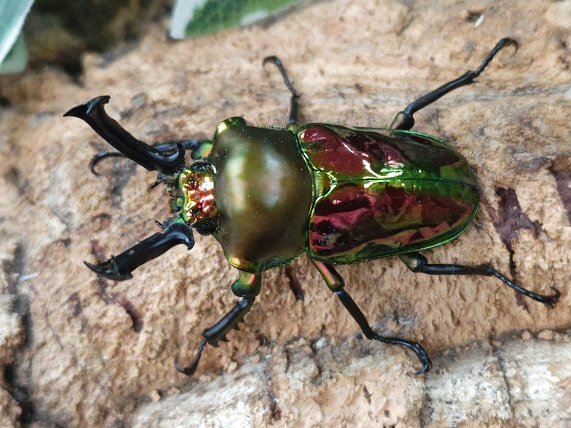 ニジイロクワガタ オーストラリア クィーンズランド産 ペア（累代CB ♂54mm 2025/4 ♀Freemm 2025/4）