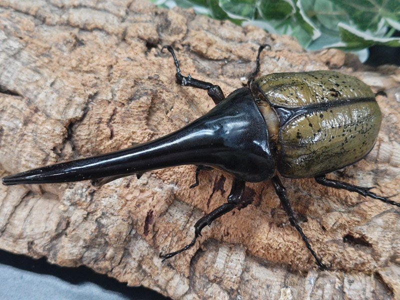 約40匹！カブトムシクワガタムシ 標本まとめ売り 替わる