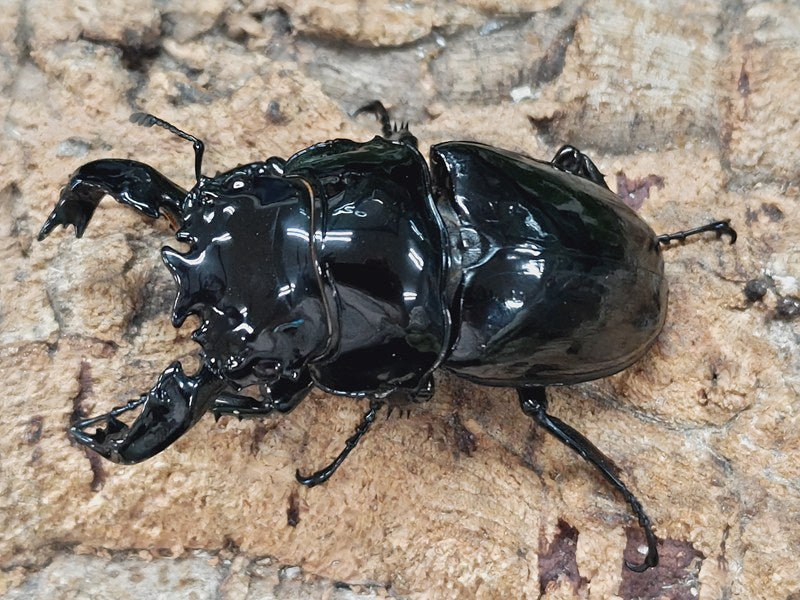 タランドゥスオオツヤクワガタ コンゴ 産 ペア（累代CB ♂77mm 2024/9 ♀43mm 2025/1）