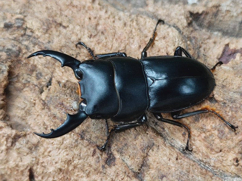 ヒラタクワガタ 千葉県産ヒラタクワガタ♂48mm【天羽ドルクス】