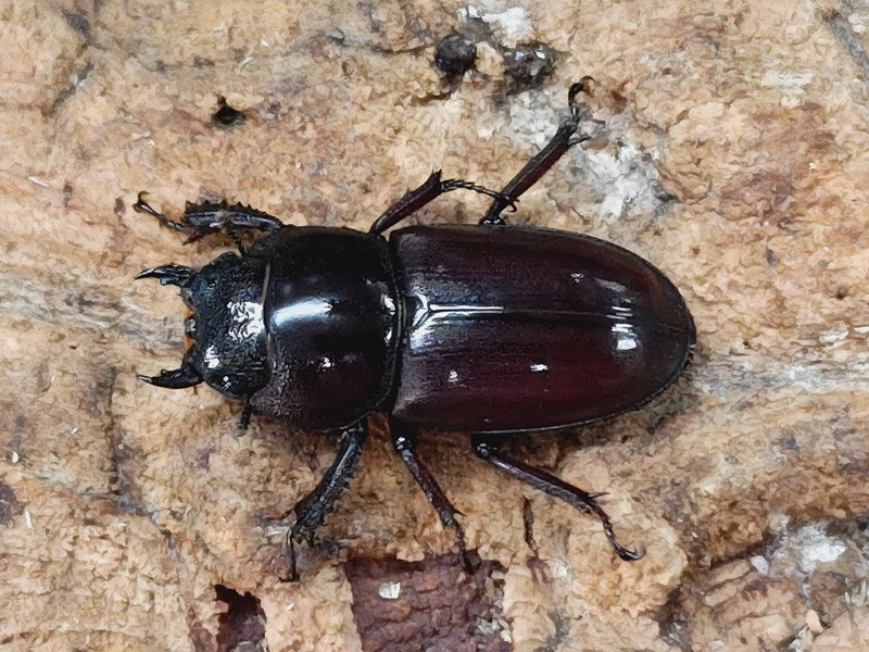 チョウセンヒラタクワガタ 長崎県 対馬市厳原町産 ペア（累代CB ♂45mm