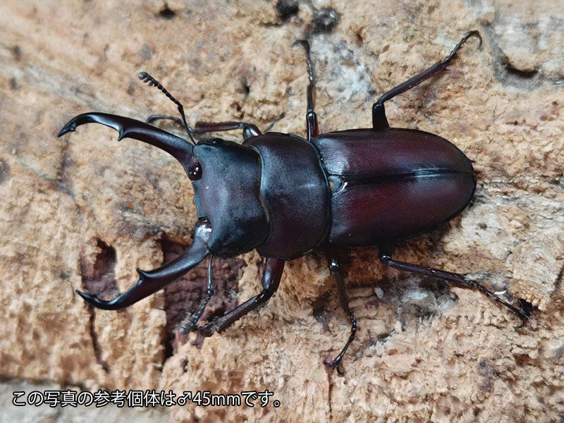 ヤクシマコクワガタ – クワガタムシ・カブトムシ昆虫専門店COLORS