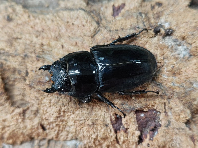 オキナワヒラタクワガタ 沖縄県 瀬底島産 ペア（累代WF5 ♂64mm