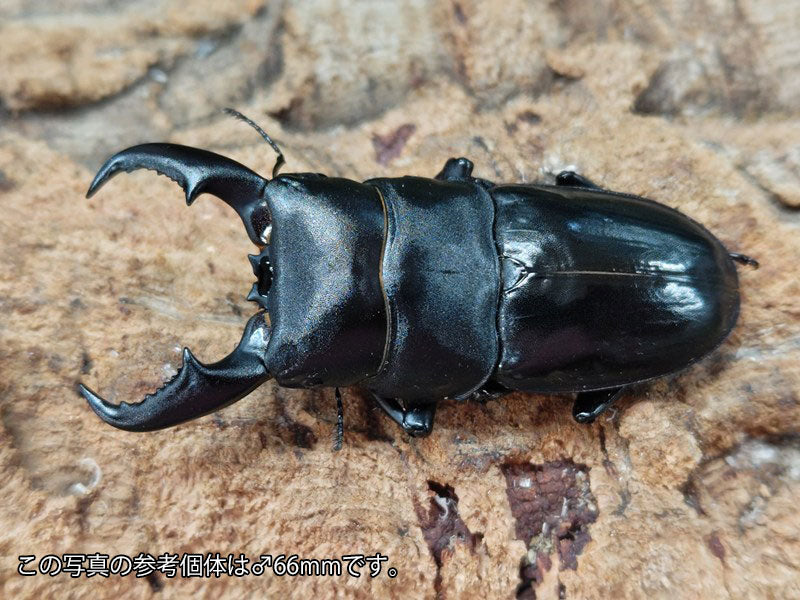 オキナワヒラタクワガタ – クワガタムシ・カブトムシ昆虫専門店COLORS