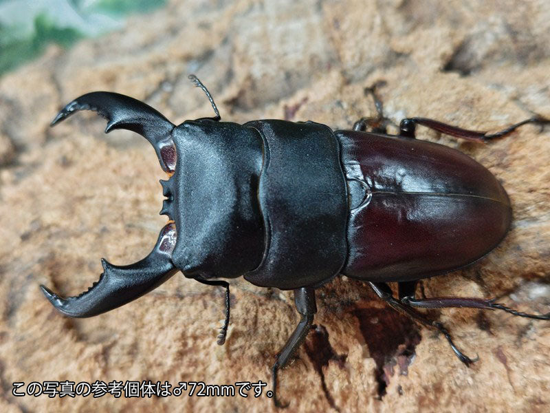アマミヒラタクワガタ 鹿児島県 奄美大島笠利町産 ペア（累代WF2 ♂71mm 2025/5 ♀Freemm 2025/5）