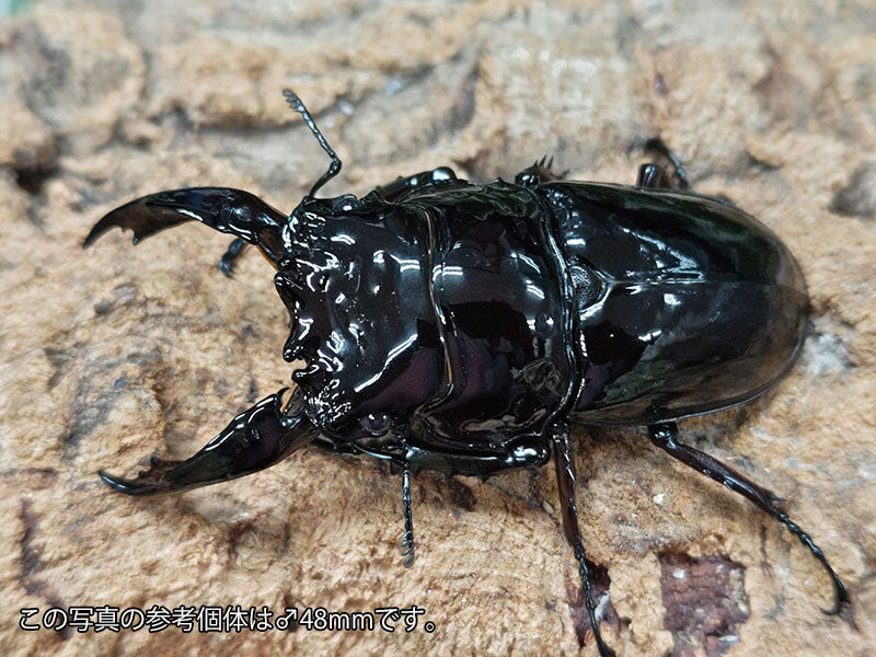 レギウスオオツヤクワガタ – クワガタムシ・カブトムシ昆虫専門