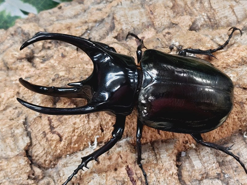 スマトラコーカサス – クワガタムシ・カブトムシ昆虫専門店COLORS