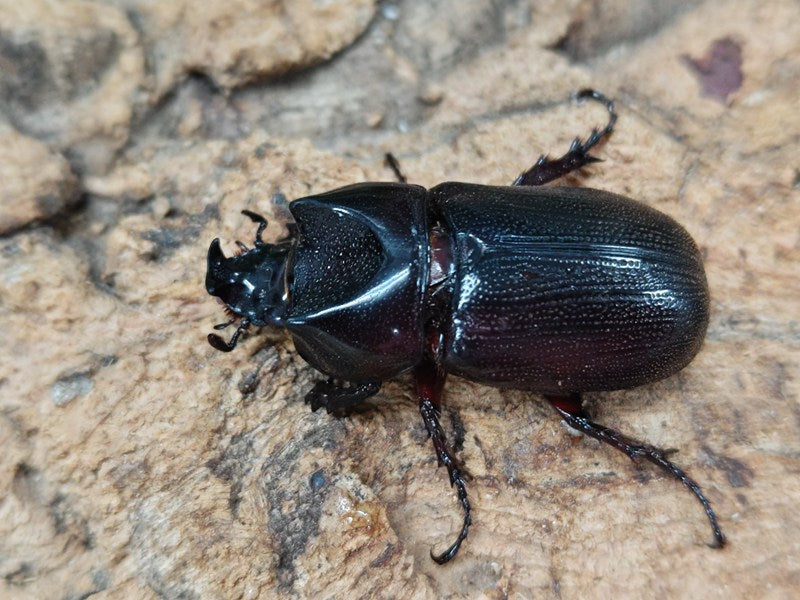 ヒラズツツサイカブト(カンデーゼイムナクボカブト) – クワガタムシ