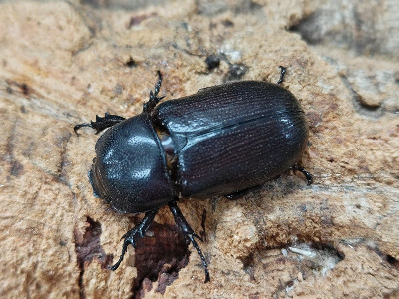 ヒラズツツサイカブト(カンデーゼイムナクボカブト) インドネシア