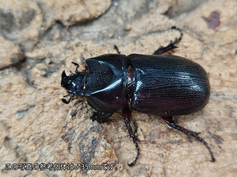 ヒラズツツサイカブト(カンデーゼイムナクボカブト) インドネシア