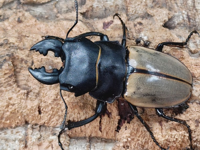 カステルナウディツヤクワガタ – クワガタムシ・カブトムシ昆虫